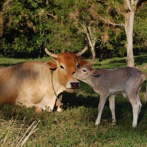 "Old Man and Small Boy" Grade 6