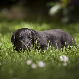 "Yapping in the Yard" Grade 1