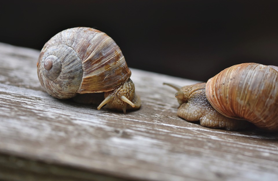 "Snail Race", Literacy Grade 2, 3