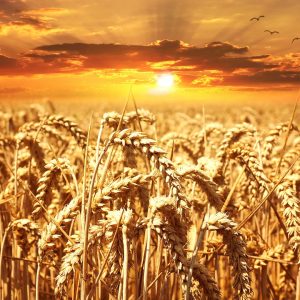 "Harvest" Literacy Grade 3-4