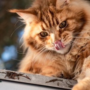 "Bad Cat Molly" Literacy Grade 1