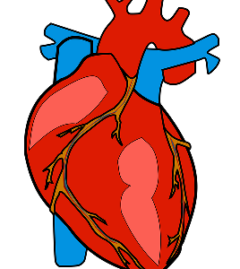 "Human Heart" Science Literacy Grade 6-7