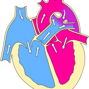 "Heart and How it Works" Grade 3, 4