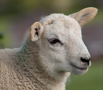 "Lost Lambs" Literacy Grade 4