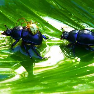 "Mr Cool and the Bug" Grade 1