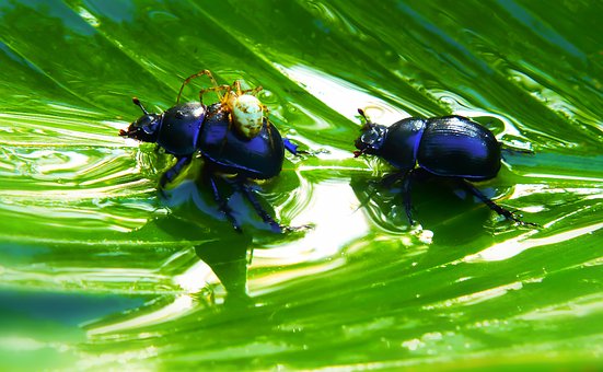 "Mr Cool and the Bug" Grade 1