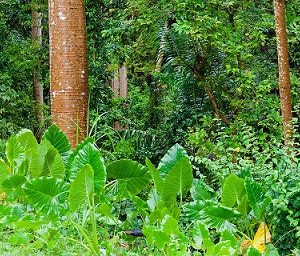 "Tropical Rainforest Biome" Grade 5-6