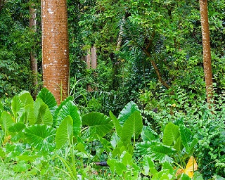 "Tropical Rainforest Biome" Grade 5, 6