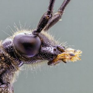 "Invertebrates" Grade 5-6