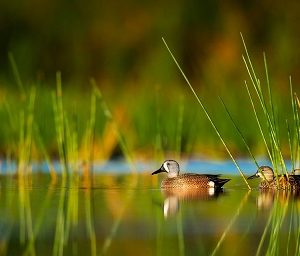 "Sleuthy Lewis" Grade 3