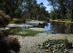 "Billabong Life" Grade 3-4