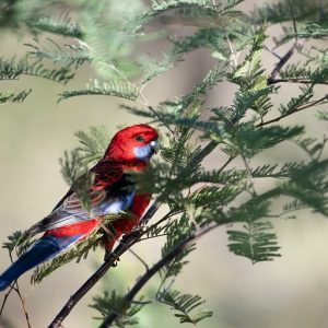 "Citizen Science" Grade 5-7