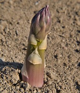 "Problem Solved" Grade 2-3