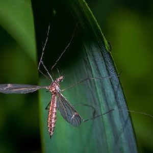 "Malaria in Sri Lanka" Grade 5-8
