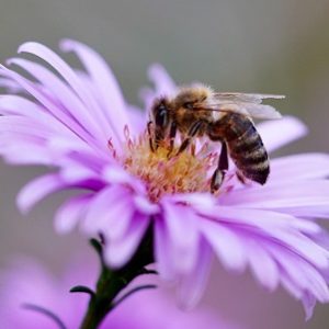 "Phrases and Present Participle" Grade 5-6