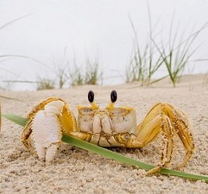 "Birthday Party" Literacy Grade 3