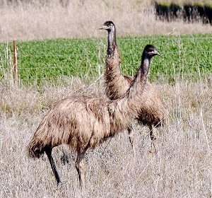 "Emu" Science Literacy Grade 5-7