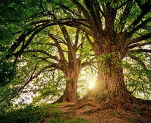 "Trees" Science Grade 5-6