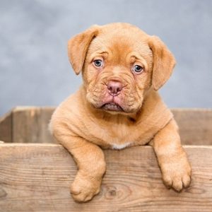 "Puppy for Sam" Literacy Grade 1