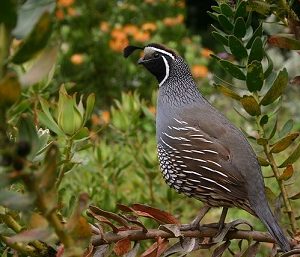 "Quiet Quail" Literacy Grade 4