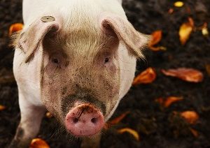 "My Pet Pig" Grade 4