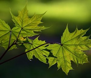 "Temperate Forests" Science Grade 5-7